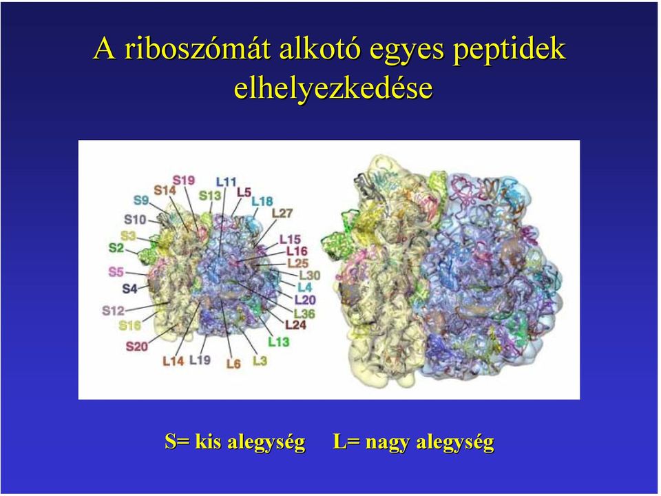 elhelyezkedése S=