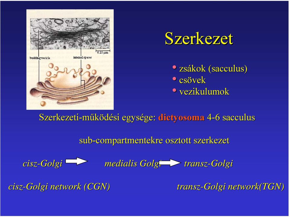 sub-compartmentekre osztott szerkezet cisz-golgi medialis