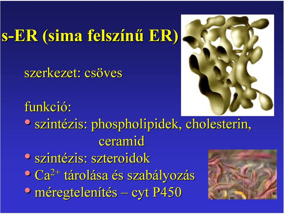 cholesterin, ceramid szintézis: szteroidok