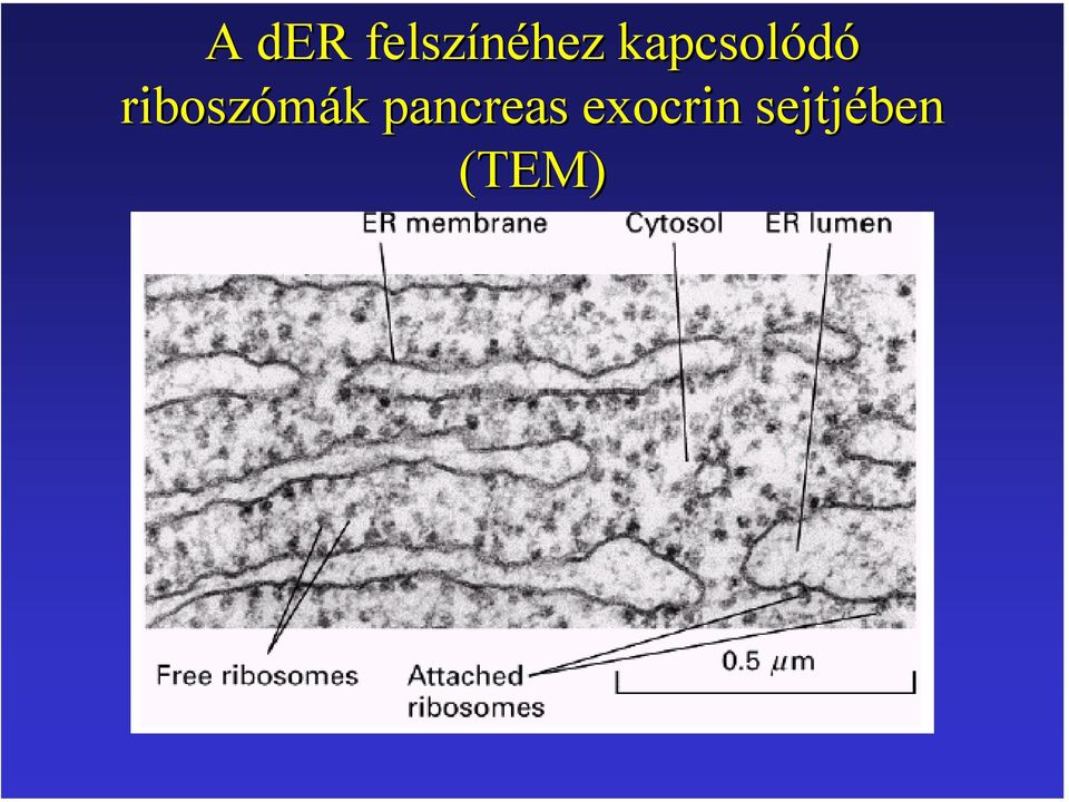 riboszómák