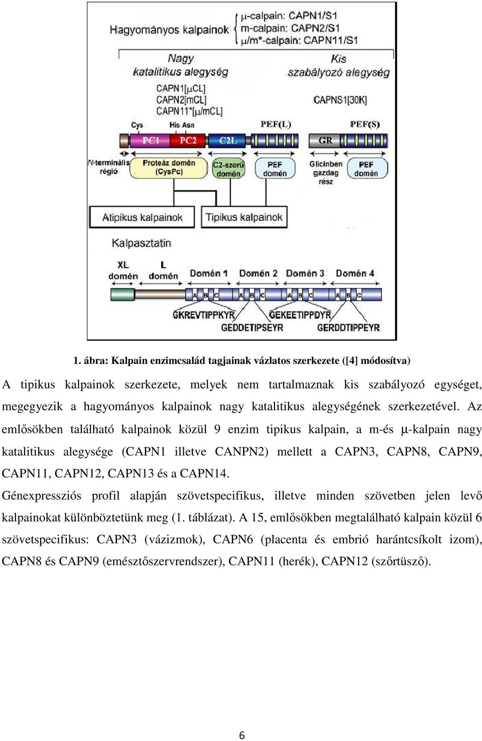 Az emlősökben található kalpainok közül 9 enzim tipikus kalpain, a m-és µ-kalpain nagy katalitikus alegysége (CAPN1 illetve CANPN2) mellett a CAPN3, CAPN8, CAPN9, CAPN11, CAPN12, CAPN13 és a