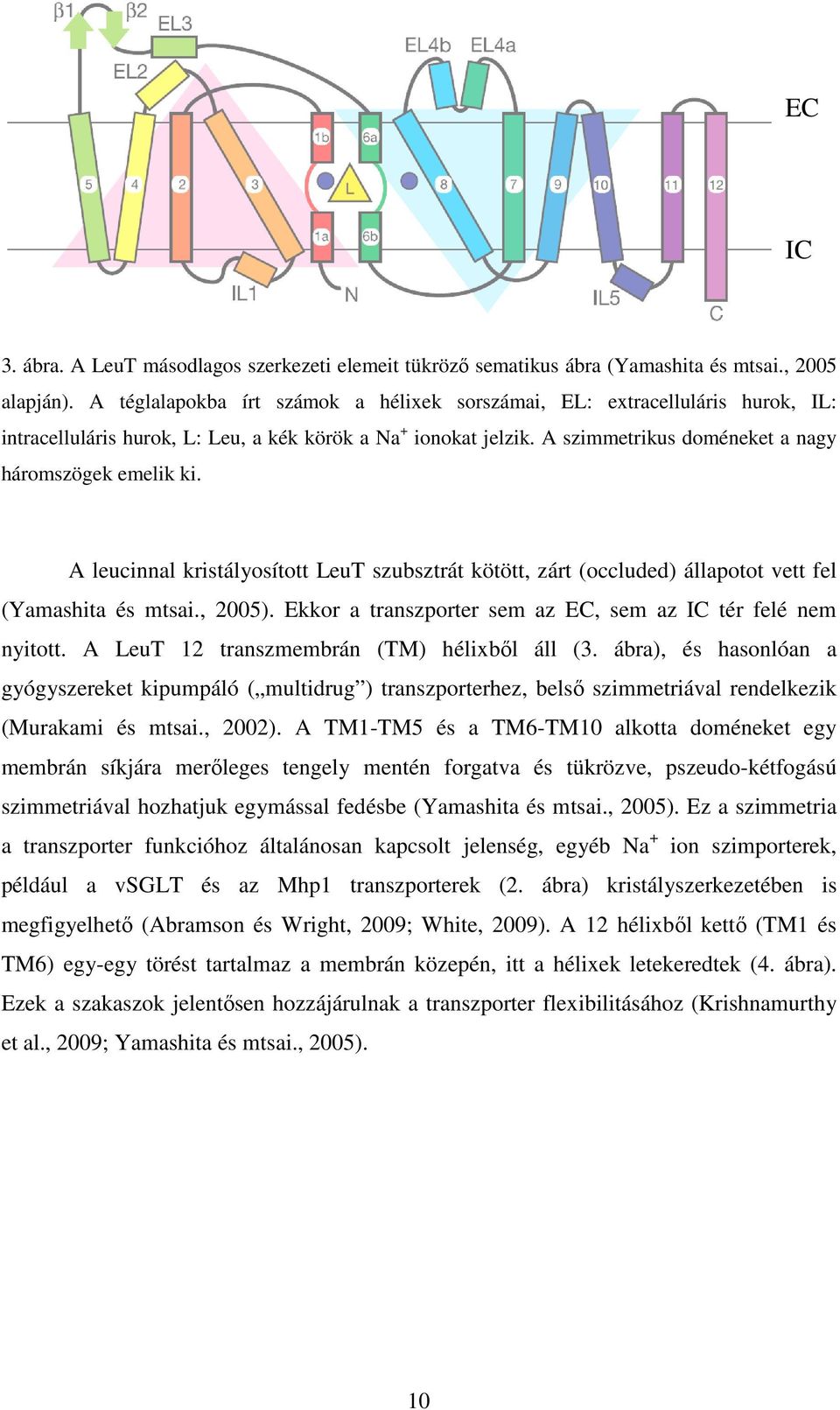A leucinnal kristályosított LeuT szubsztrát kötött, zárt (occluded) állapotot vett fel (Yamashita és mtsai., 2005). Ekkor a transzporter sem az EC, sem az IC tér felé nem nyitott.