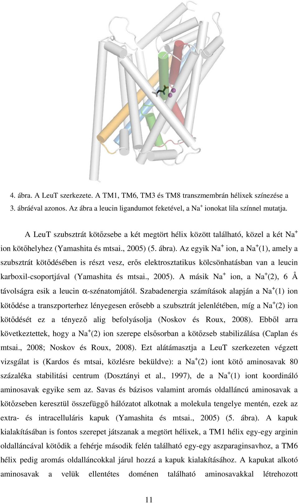 Az egyik Na + ion, a Na + (1), amely a szubsztrát kötődésében is részt vesz, erős elektrosztatikus kölcsönhatásban van a leucin karboxil-csoportjával (Yamashita és mtsai., 2005).