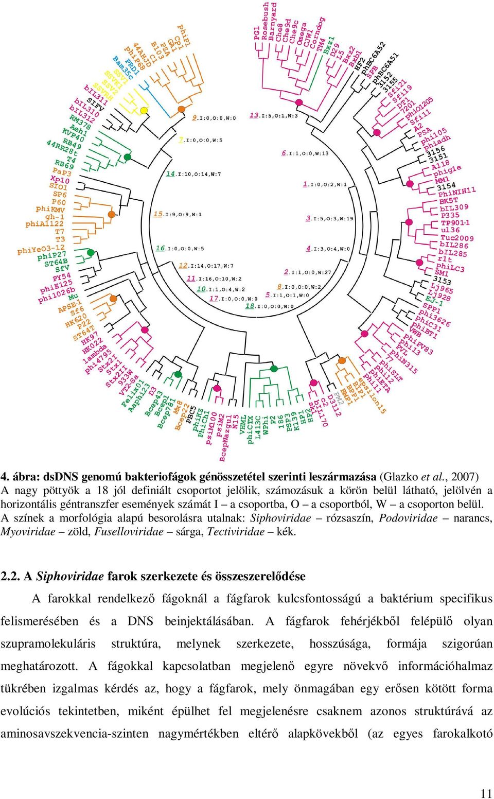 A színek a morfológia alapú besorolásra utalnak: Siphoviridae rózsaszín, Podoviridae narancs, Myoviridae zöld, Fuselloviridae sárga, Tectiviridae kék. 2.