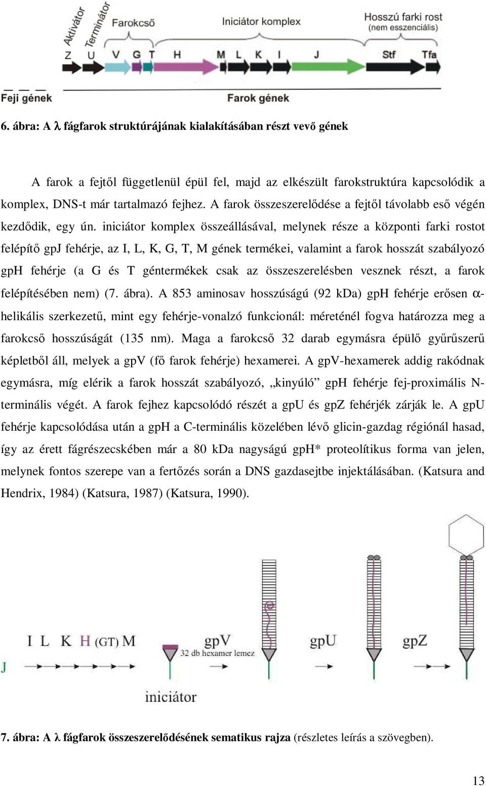 iniciátor komplex összeállásával, melynek része a központi farki rostot felépítı gpj fehérje, az I, L, K, G, T, M gének termékei, valamint a farok hosszát szabályozó gph fehérje (a G és T géntermékek
