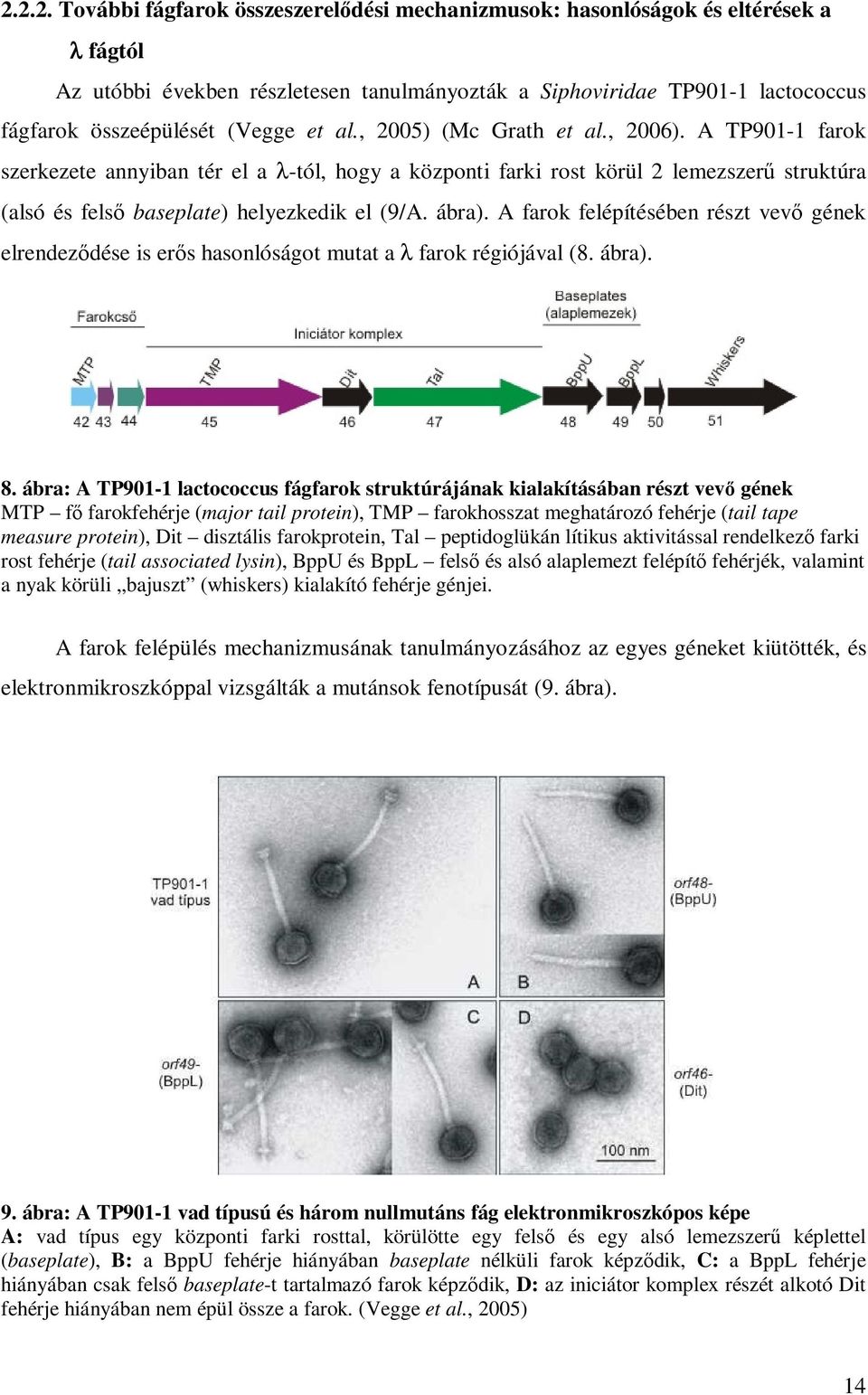 ábra). A farok felépítésében részt vevı gének elrendezıdése is erıs hasonlóságot mutat a λ farok régiójával (8. ábra). 8.