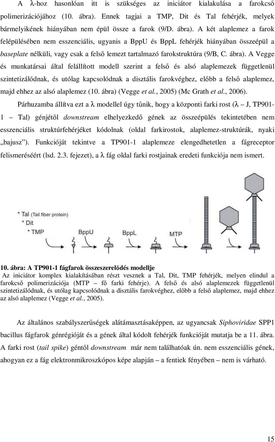 A két alaplemez a farok felépülésében nem esszenciális, ugyanis a BppU és BppL fehérjék hiányában összeépül a baseplate nélküli, vagy csak a felsı lemezt tartalmazó farokstruktúra (9/B, C. ábra).
