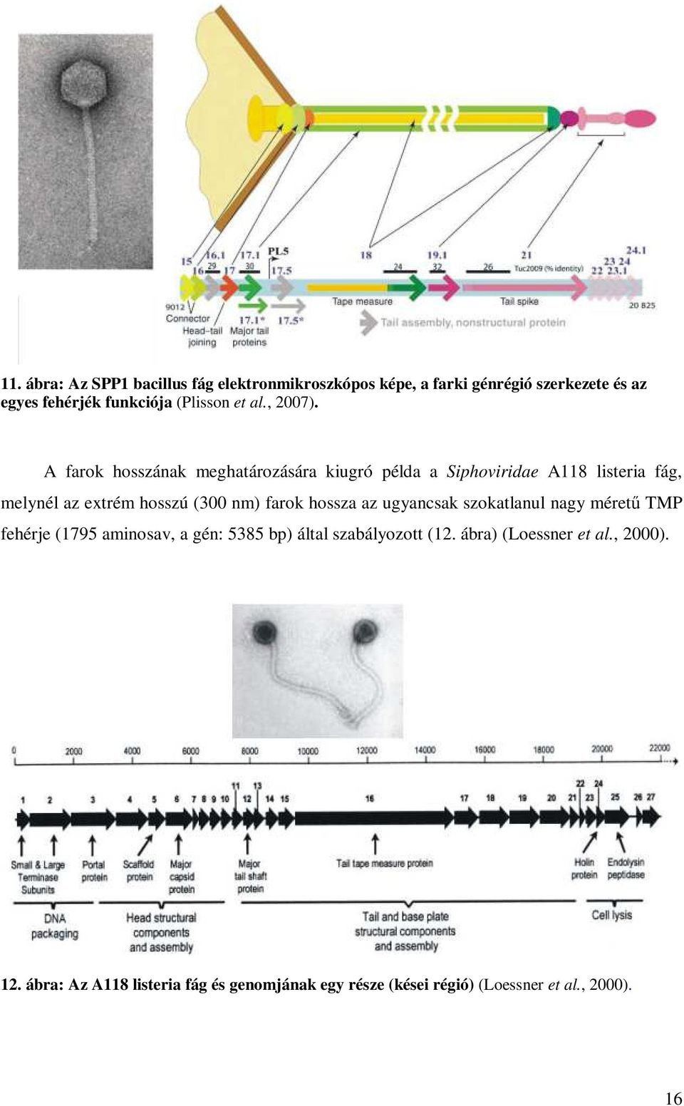 A farok hosszának meghatározására kiugró példa a Siphoviridae A118 listeria fág, melynél az extrém hosszú (300 nm) farok