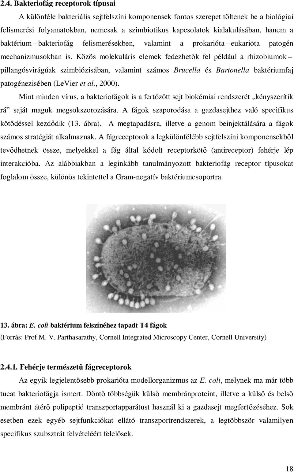 Közös molekuláris elemek fedezhetık fel például a rhizobiumok pillangósvirágúak szimbiózisában, valamint számos Brucella és Bartonella baktériumfaj patogénezisében (LeVier et al., 2000).