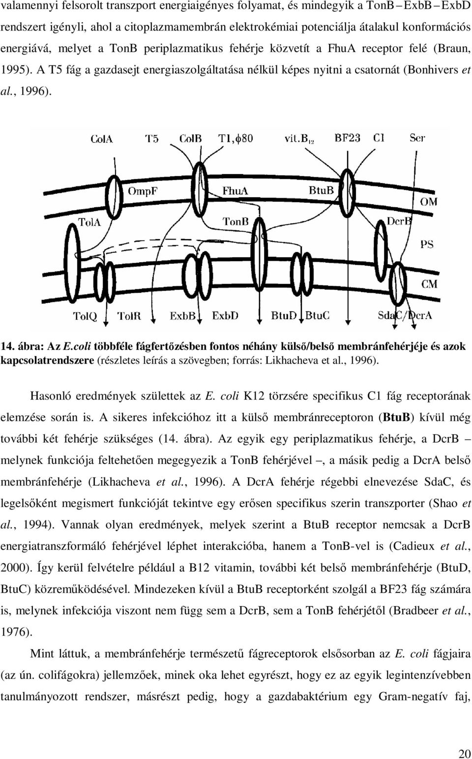 coli többféle fágfertızésben fontos néhány külsı/belsı membránfehérjéje és azok kapcsolatrendszere (részletes leírás a szövegben; forrás: Likhacheva et al., 1996). Hasonló eredmények születtek az E.