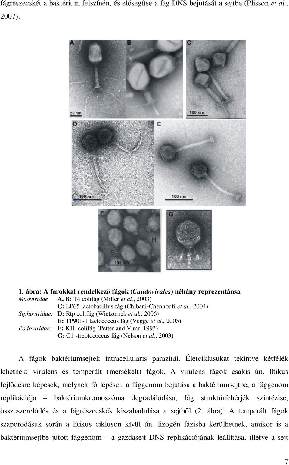 , 2004) Siphoviridae: D: Rtp colifág (Wietzorrek et al., 2006) E: TP901-1 lactococcus fág (Vegge et al.