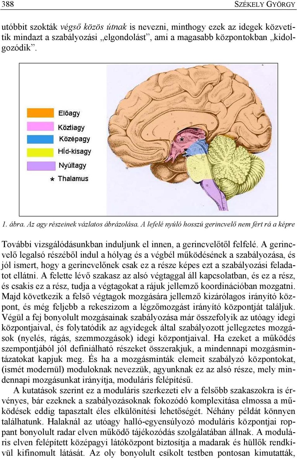 A gerincvelő legalsó részéből indul a hólyag és a végbél működésének a szabályozása, és jól ismert, hogy a gerincvelőnek csak ez a része képes ezt a szabályozási feladatot ellátni.