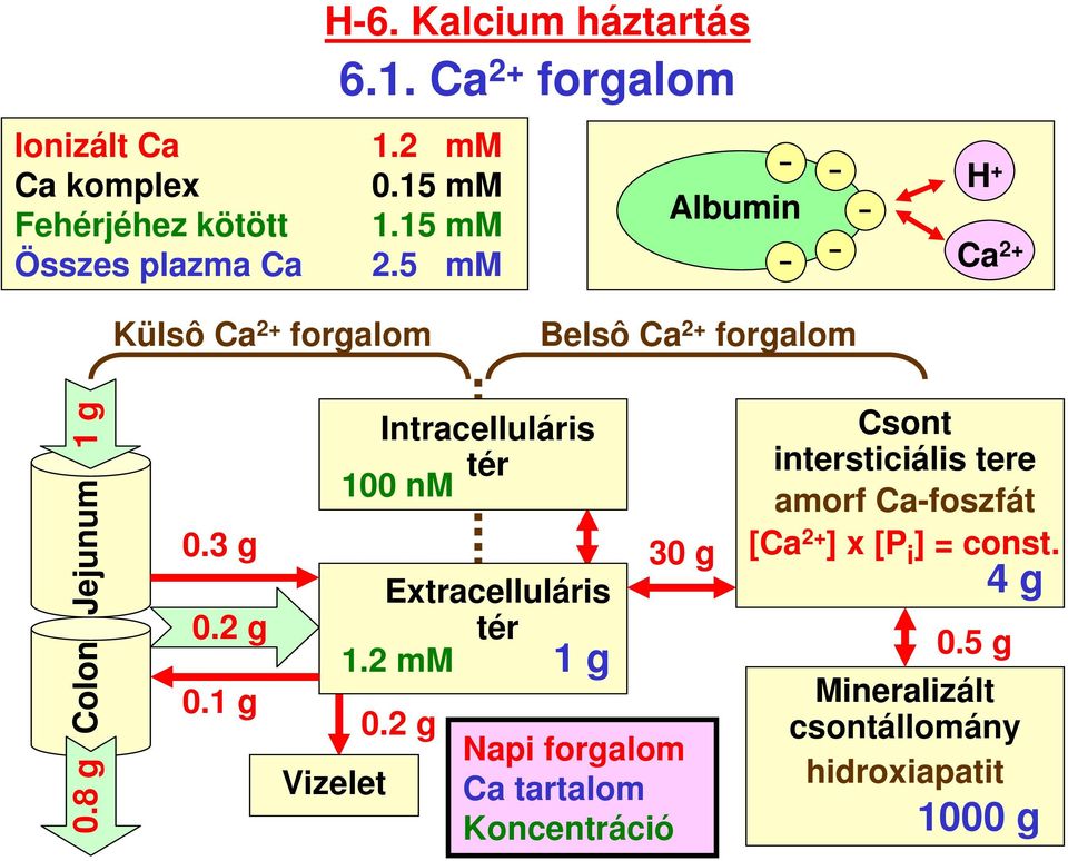 1 g Vizelet Intracelluláris tér 100 nm Extracelluláris tér 1.2 mm 1 g 0.