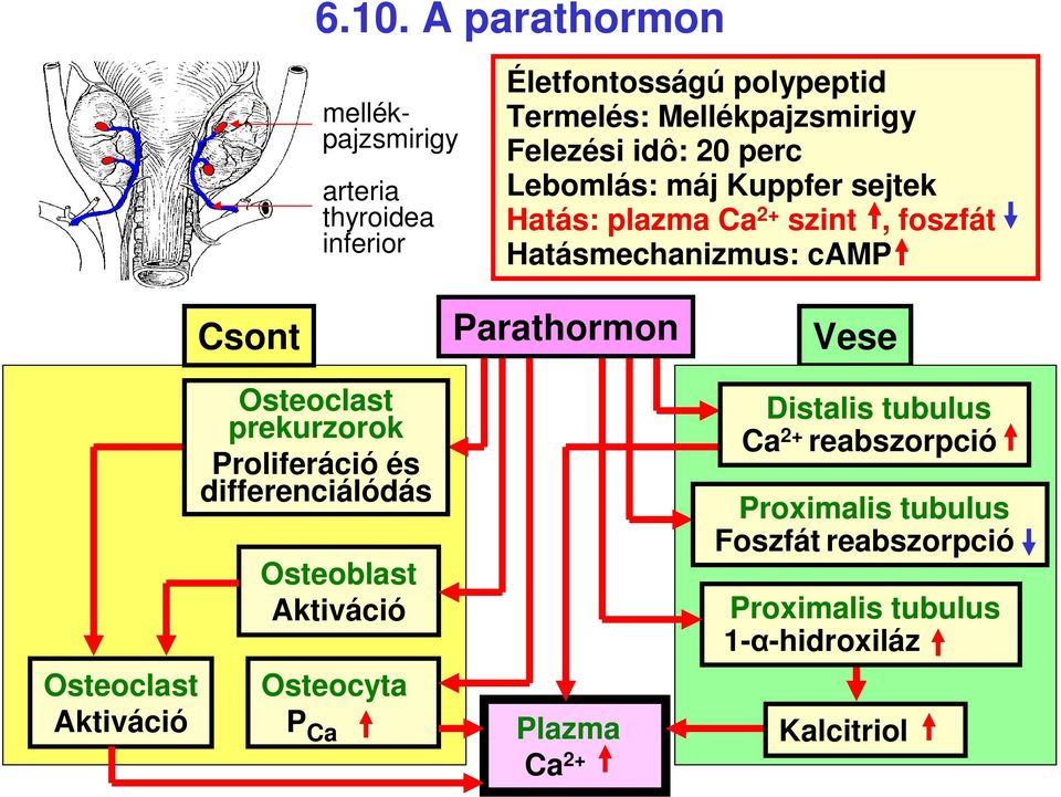 Aktiváció Csont Osteoclast prekurzorok Proliferáció és differenciálódás Osteoblast Aktiváció Osteocyta P Ca Parathormon