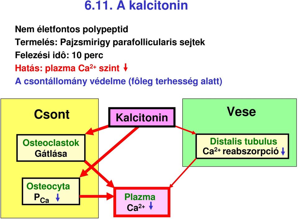 csontállomány védelme (fôleg terhesség alatt) Csont Kalcitonin Vese