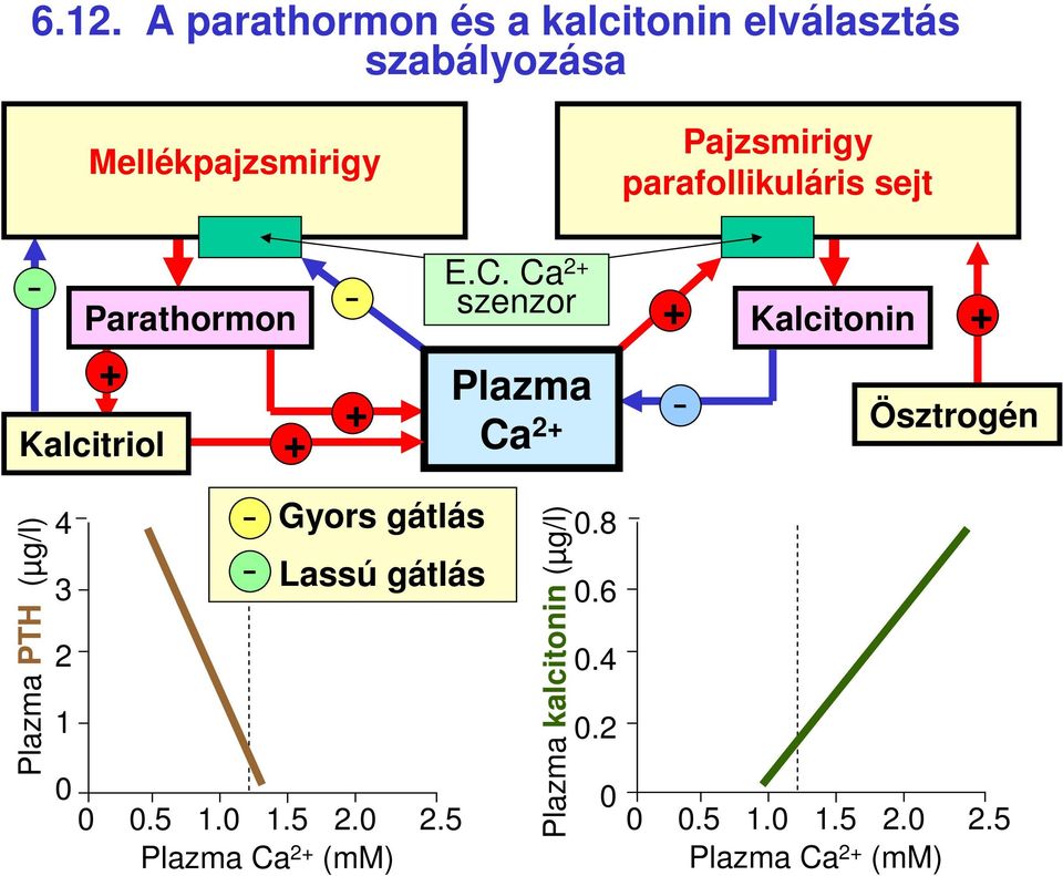 5 Plazma Ca 2 (mm) E.C. Ca 2 szenzor Plazma Ca 2 Plazma kalcitonin (µg/l) 0.8 0.6 0.4 0.