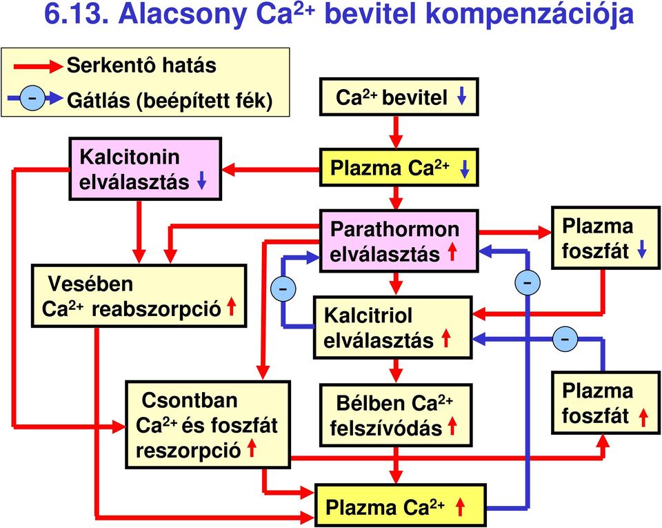 Ca 2 reabszorpció Parathormon elválasztás elválasztás Plazma foszfát