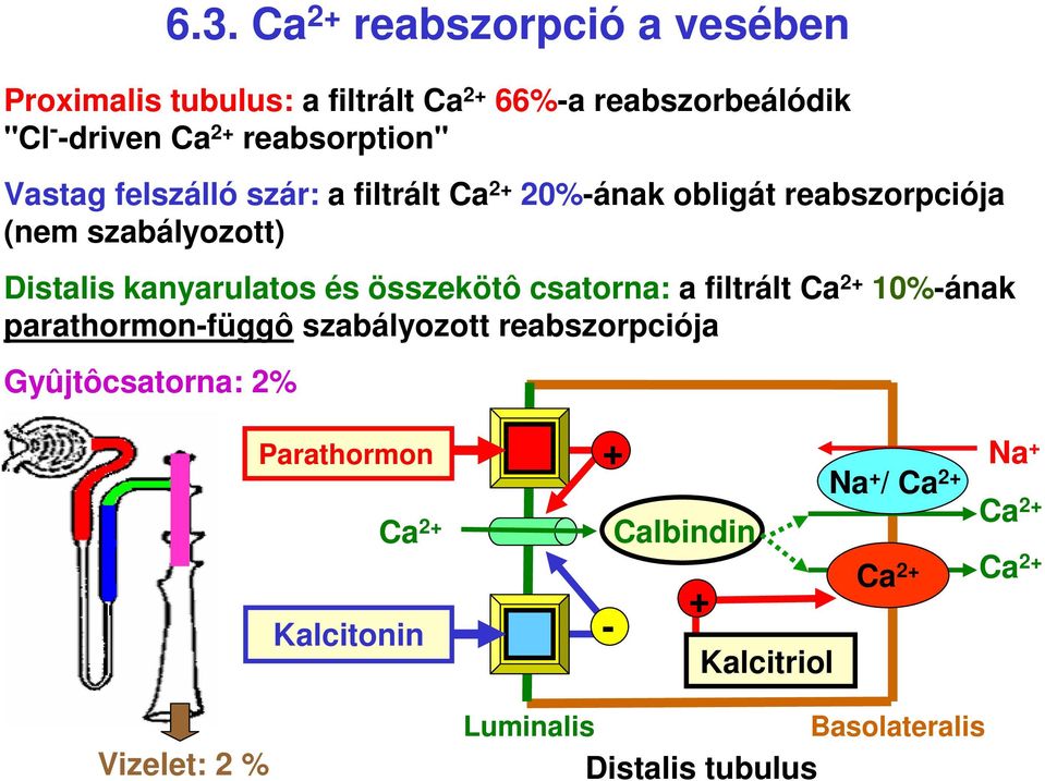 kanyarulatos és összekötô csatorna: a filtrált Ca 2 10%ának parathormonfüggô szabályozott reabszorpciója