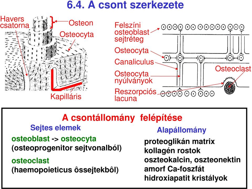 Osteocyta nyúlványok Reszorpciós lacuna Osteoclast Sejtes elemek A csontállomány felépítése osteoblast >