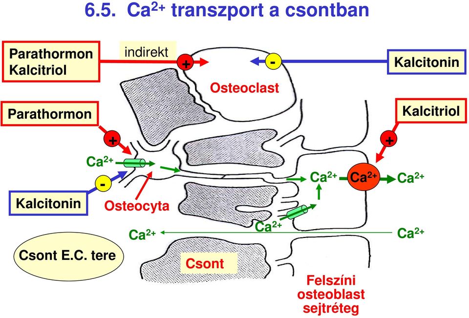 Kalcitonin Ca 2 Osteocyta Ca 2 Ca 2 Ca 2 Ca 2 Ca