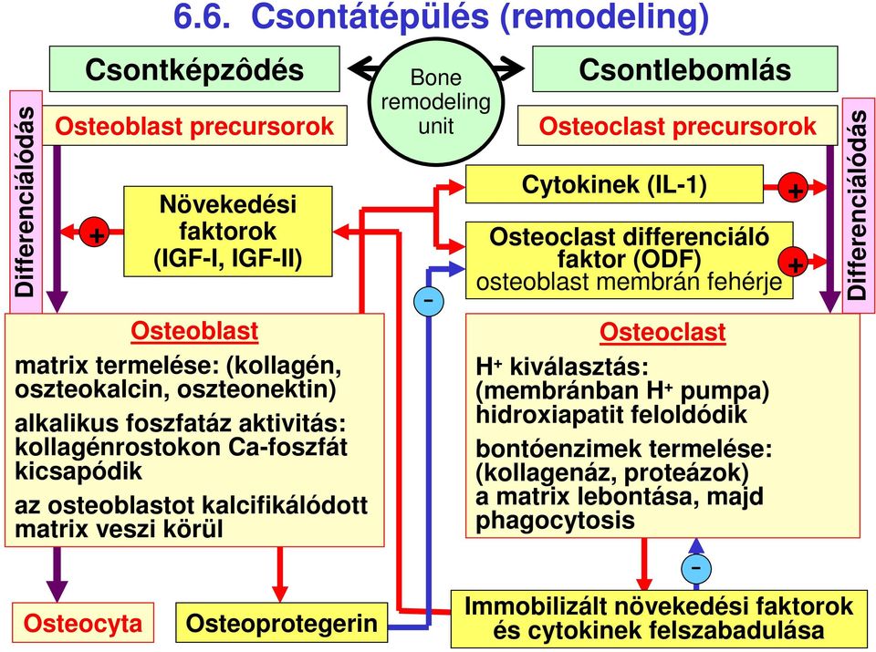 alkalikus foszfatáz aktivitás: kollagénrostokon Cafoszfát kicsapódik az osteoblastot kalcifikálódott matrix veszi körül Osteoprotegerin Bone remodeling unit Csontlebomlás