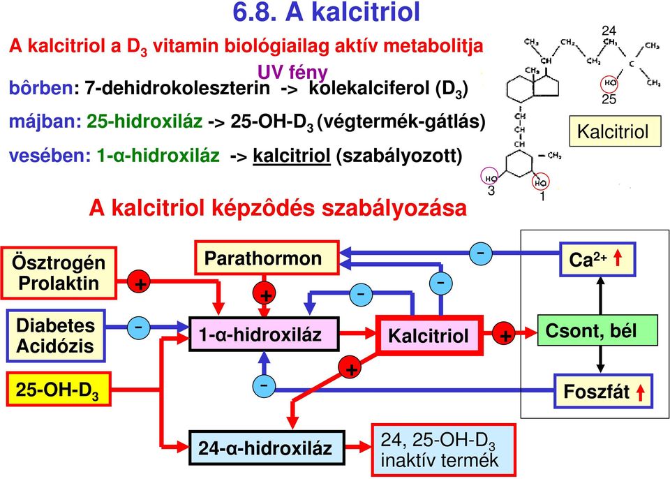 1αhidroxiláz > kalcitriol (szabályozott) Ösztrogén Prolaktin Diabetes Acidózis 25OHD 3 A kalcitriol