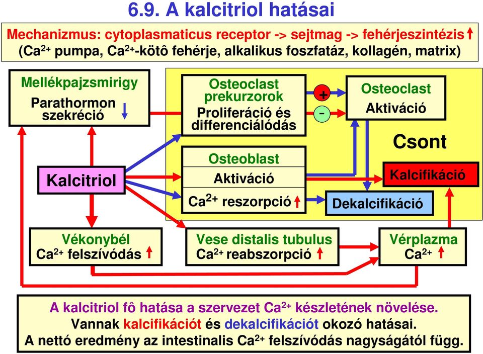 Osteoclast Aktiváció Csont Kalcifikáció Dekalcifikáció Vékonybél Ca 2 felszívódás Vese distalis tubulus Ca 2 reabszorpció Vérplazma Ca 2 A kalcitriol fô