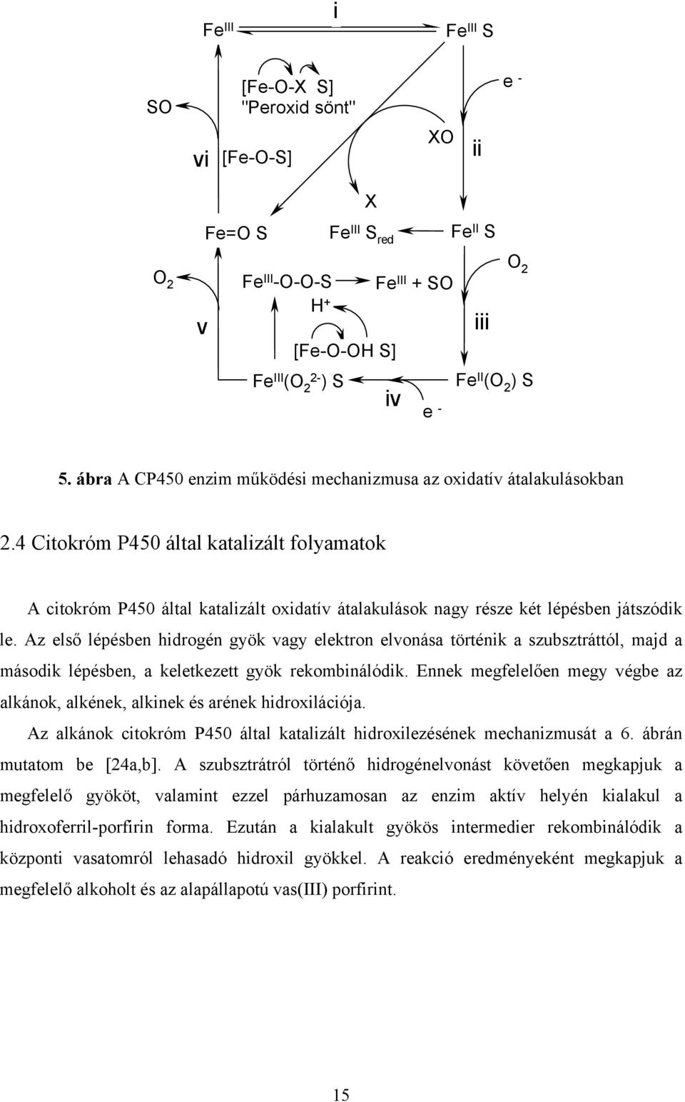 4 Citokróm P450 által katalizált folyamatok A citokróm P450 által katalizált oxidatív átalakulások nagy része két lépésben játszódik le.