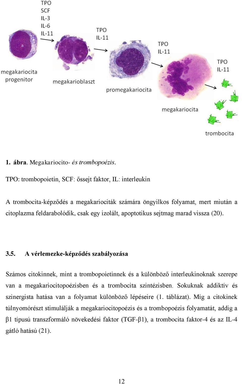 apoptotikus sejtmag marad vissza (20). 3.5.