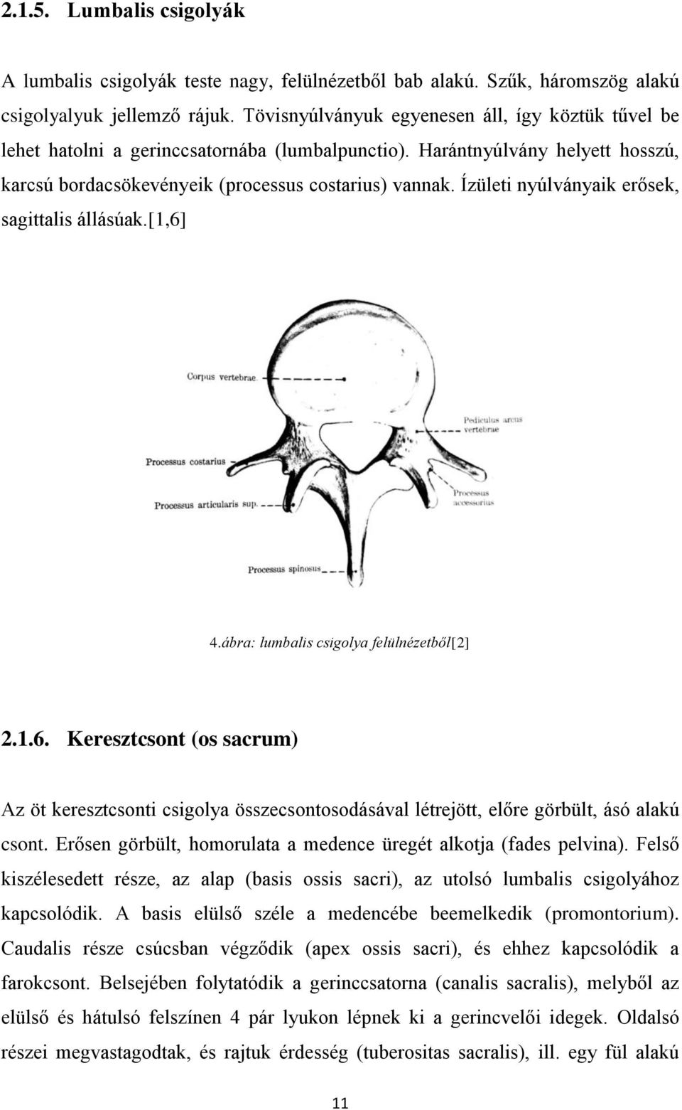 Ízületi nyúlványaik erősek, sagittalis állásúak.[1,6] 4.ábra: lumbalis csigolya felülnézetből[2] 2.1.6. Keresztcsont (os sacrum) Az öt keresztcsonti csigolya összecsontosodásával létrejött, előre görbült, ásó alakú csont.