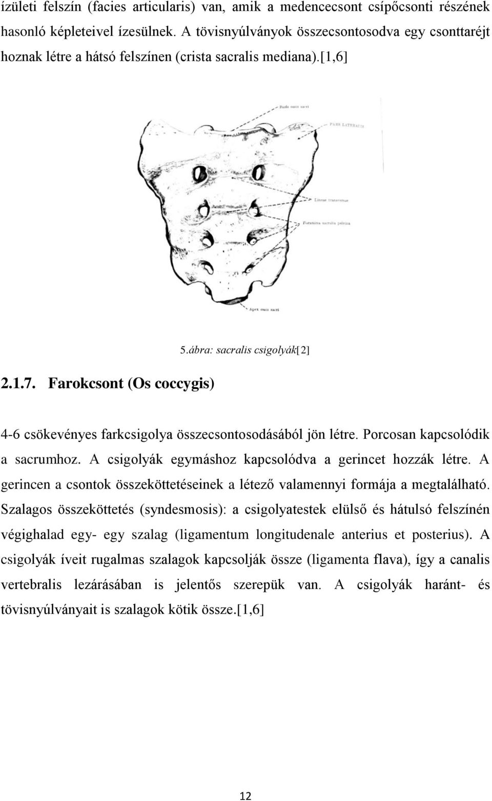 ábra: sacralis csigolyák[2] 4-6 csökevényes farkcsigolya összecsontosodásából jön létre. Porcosan kapcsolódik a sacrumhoz. A csigolyák egymáshoz kapcsolódva a gerincet hozzák létre.