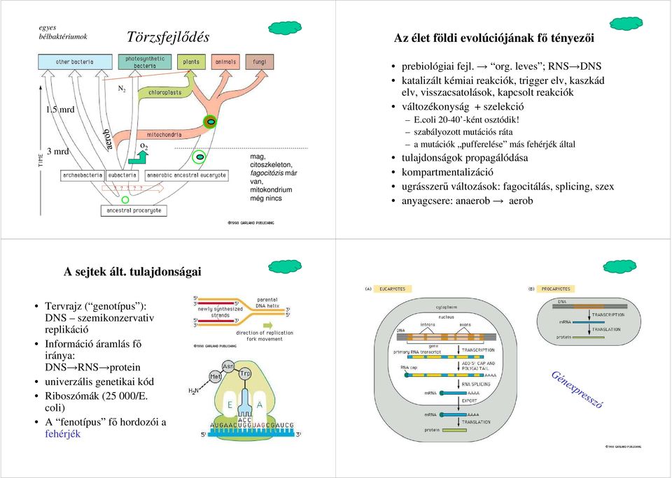 szabályozott mutációs ráta a mutációk pufferelése más fehérjék által tulajdonságok propagálódása kompartmentalizáció ugrásszerű változások: fagocitálás, splicing, szex anyagcsere: anaerob