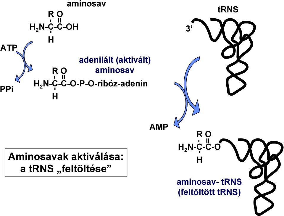 N-C-C-O-P-O-ribóz-adenin H - Aminosavak aktiválása: a