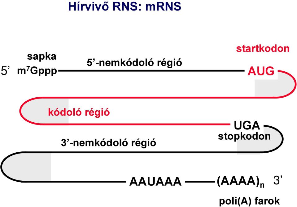 kódoló régió 3 -nemkódoló régió UGA