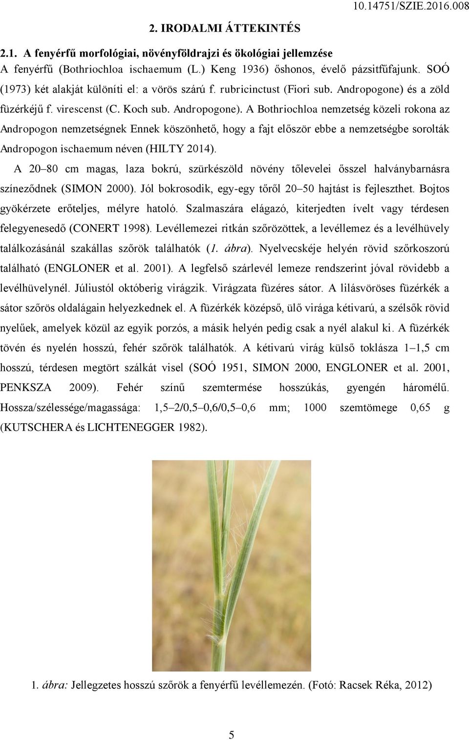 és a zöld füzérkéjű f. virescenst (C. Koch sub. Andropogone).