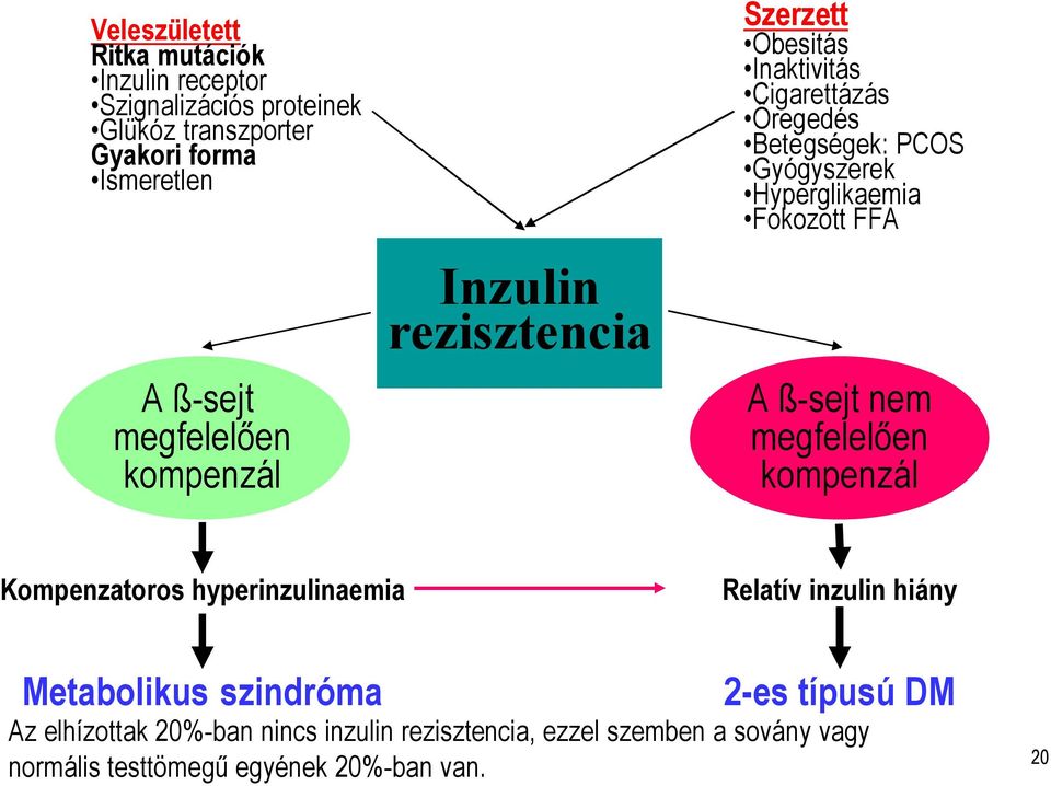 Hyperglikaemia Fokozott FFA A ß-sejt nem megfelelően kompenzál Kompenzatoros hyperinzulinaemia Relatív inzulin hiány Metabolikus
