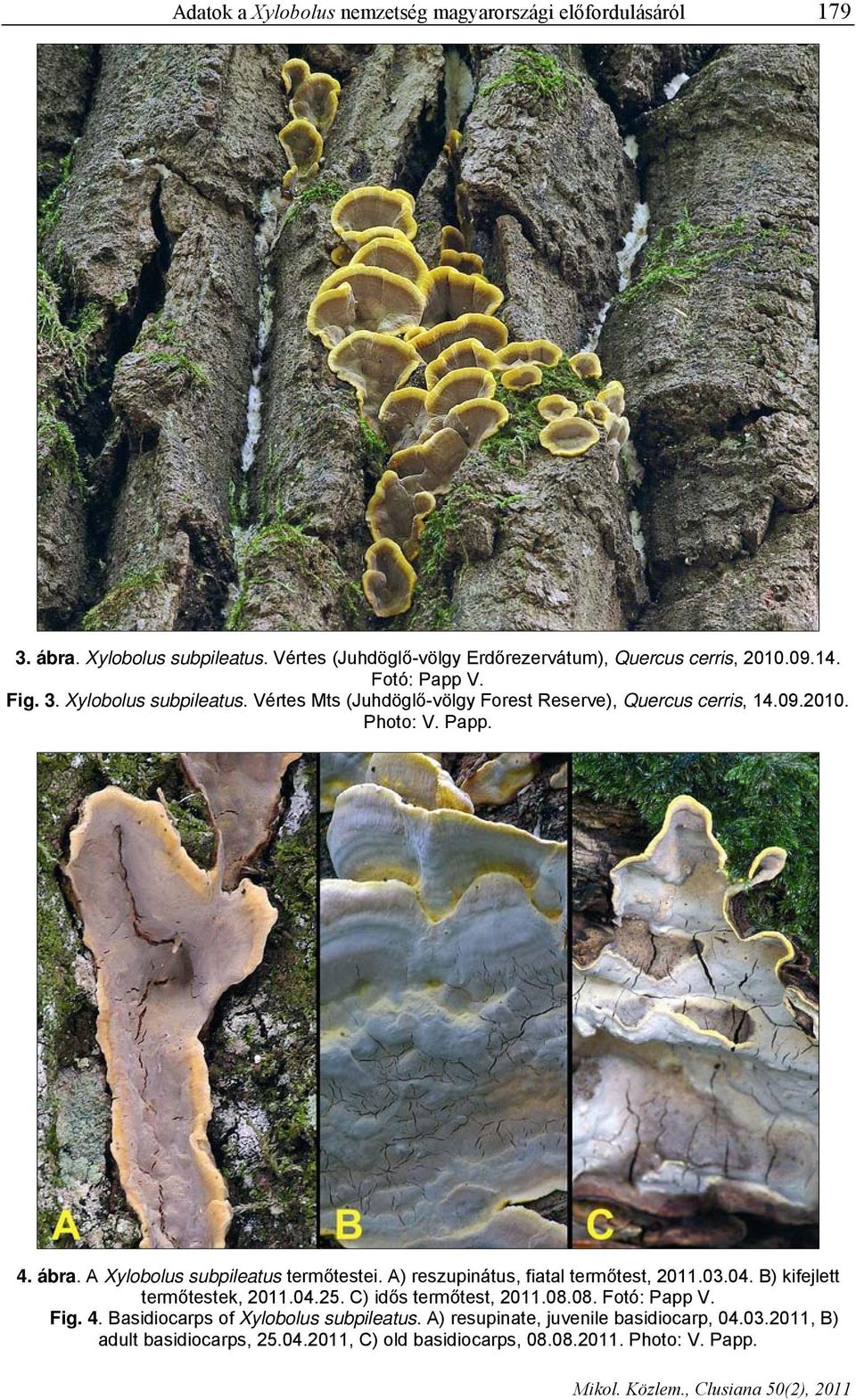 A Xylobolus subpileatus termőtestei. A) reszupinátus, fiatal termőtest, 2011.03.04. B) kifejlett termőtestek, 2011.04.25. C) idős termőtest, 2011.08.08. Fotó: Papp V.