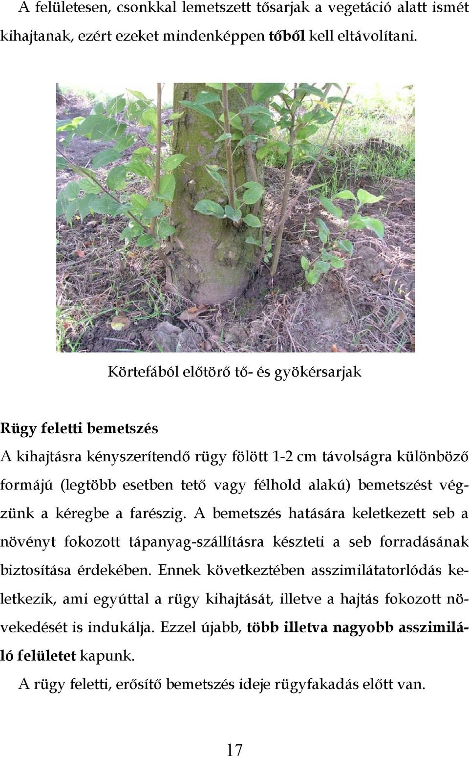 bemetszést végzünk a kéregbe a farészig. A bemetszés hatására keletkezett seb a növényt fokozott tápanyag-szállításra készteti a seb forradásának biztosítása érdekében.