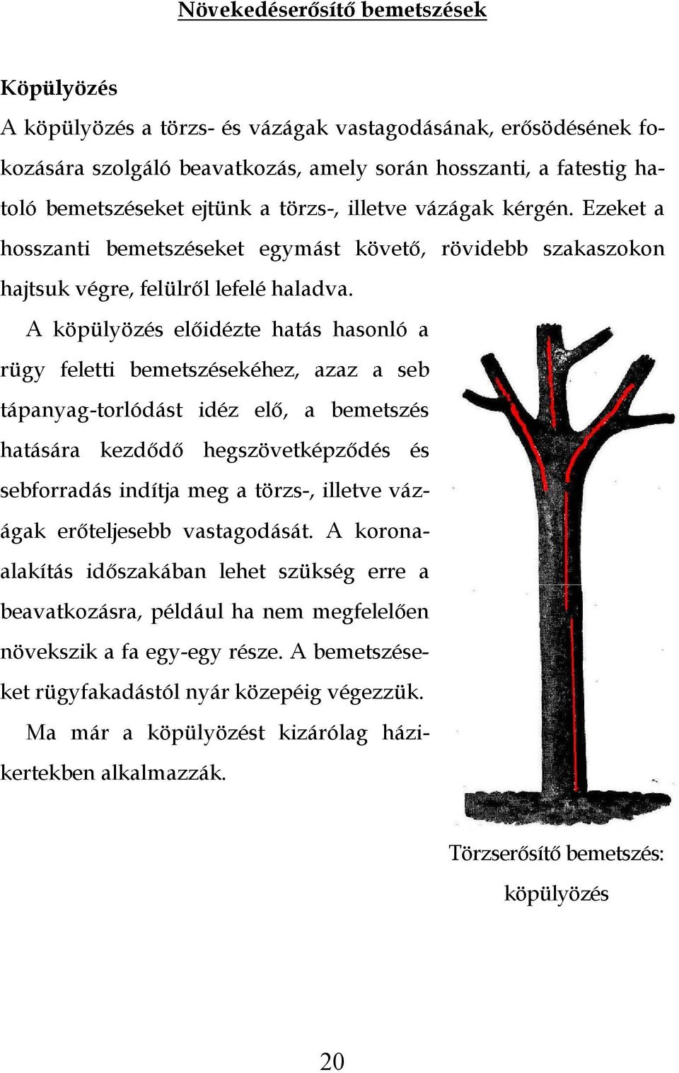 A köpülyözés előidézte hatás hasonló a rügy feletti bemetszésekéhez, azaz a seb tápanyag-torlódást idéz elő, a bemetszés hatására kezdődő hegszövetképződés és sebforradás indítja meg a törzs-,