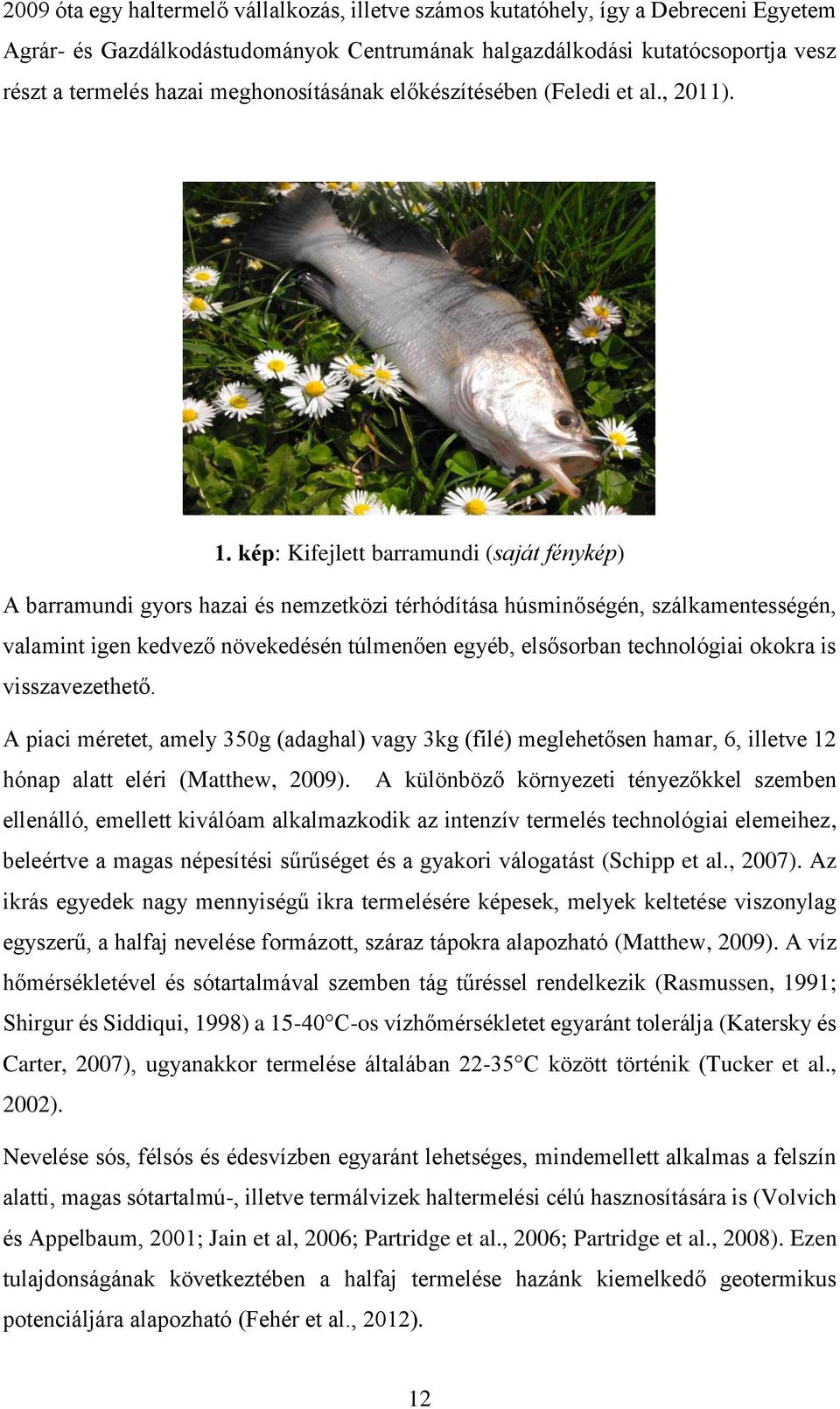 kép: Kifejlett barramundi (saját fénykép) A barramundi gyors hazai és nemzetközi térhódítása húsminőségén, szálkamentességén, valamint igen kedvező növekedésén túlmenően egyéb, elsősorban