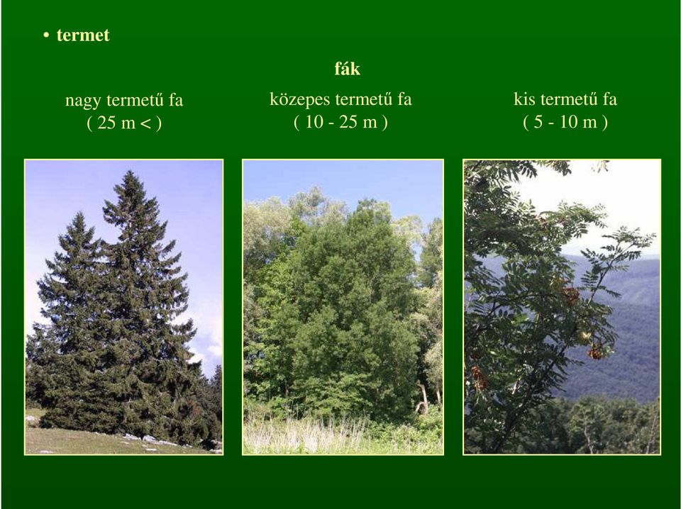 termető fa ( 10-25 m )