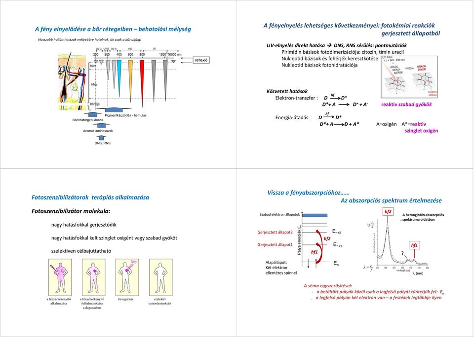 timin uracil Nukleotid bázisok és fehérjék keresztkötése Nukleotid bázisok fotohidratációja írha Pigmentképződés - barnulás Szénhidrogén láncok Aromás aminosavak Közvetett hatások Elektron transzfer