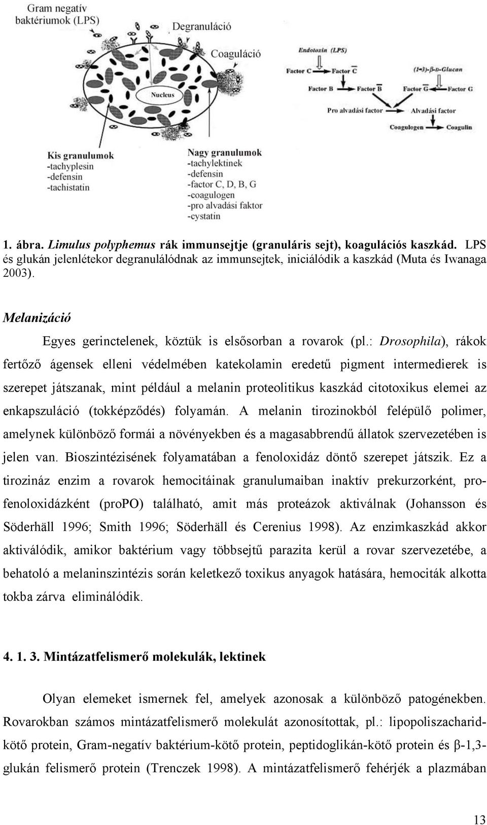 : Drosophila), rákok fertőző ágensek elleni védelmében katekolamin eredetű pigment intermedierek is szerepet játszanak, mint például a melanin proteolitikus kaszkád citotoxikus elemei az