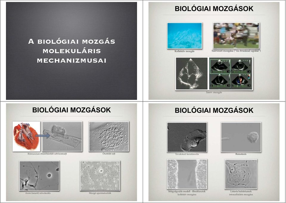 szívizomsejt Osztódó sejt Tovakúszó keratinocita Kemotaxis Axon (neurit) növekedés Mozgó