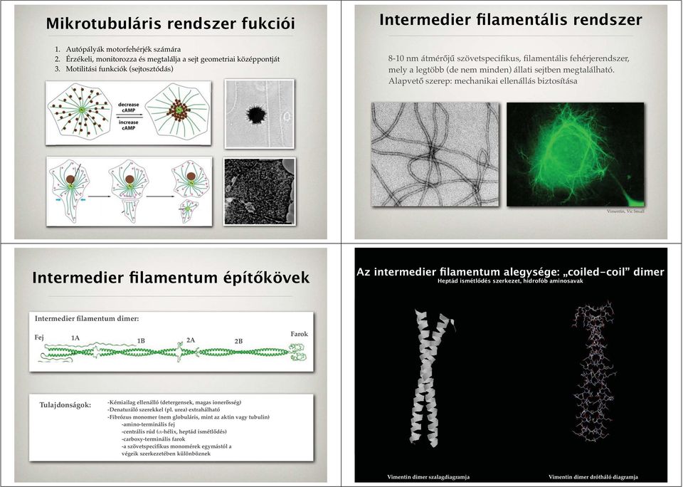 Alapvető szerep: mechanikai ellenállás biztosítása Vimentin, Vic Small Intermedier filamentum építőkövek Az intermedier filamentum alegysége: coiled-coil dimer Heptád ismétlődés szerkezet, hidrofób
