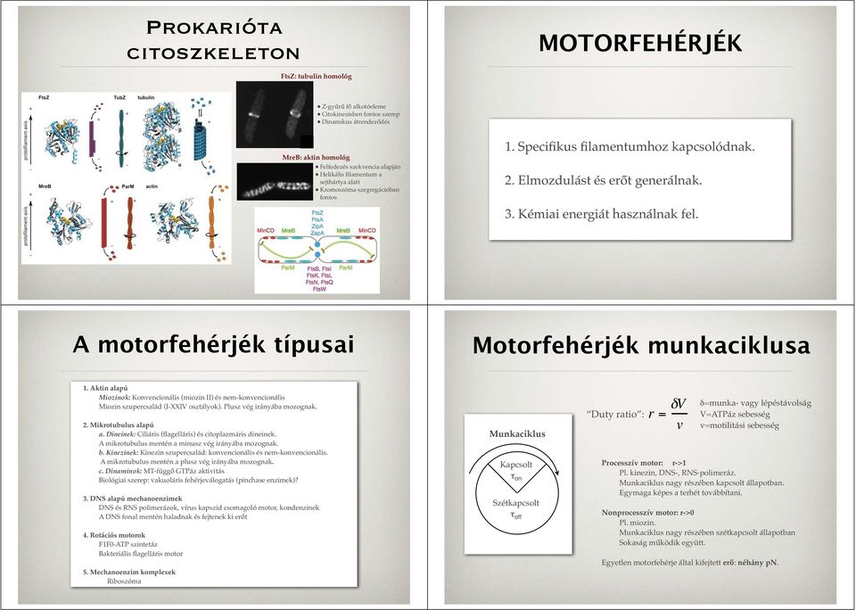 A motorfehérjék típusai Motorfehérjék munkaciklusa 1. Aktin alapú Miozinok: Konvencionális (miozin II) és nem-konvencionális Miozin szupercsalád (I-XXIV osztályok). Plusz vég irányába mozognak. 2.