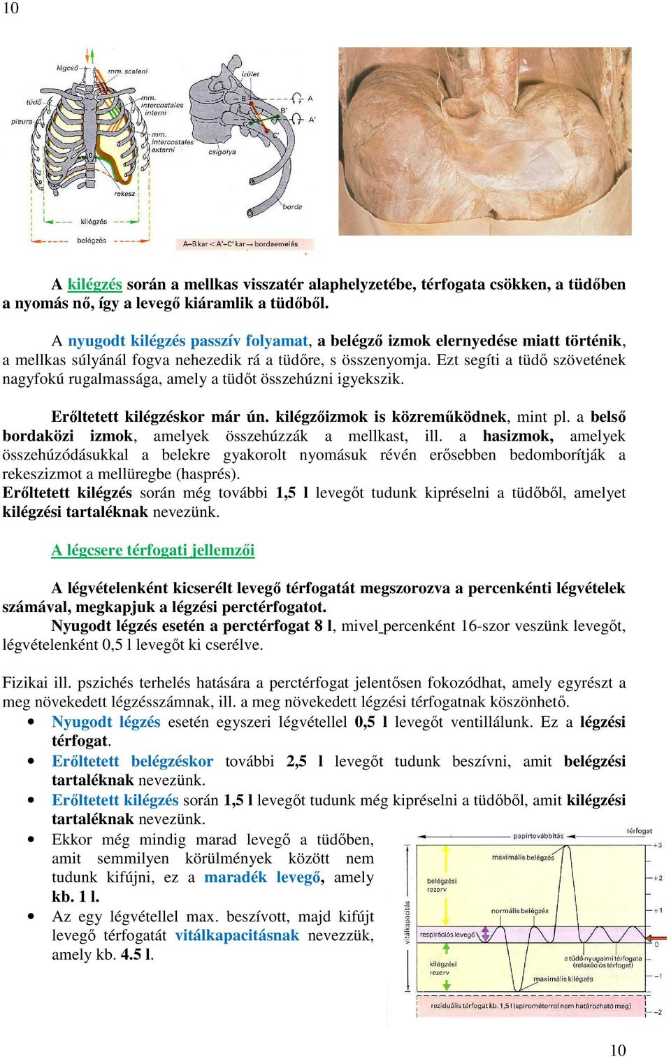 Ezt segíti a tüdő szövetének nagyfokú rugalmassága, amely a tüdőt összehúzni igyekszik. Erőltetett kilégzéskor már ún. kilégzőizmok is közreműködnek, mint pl.