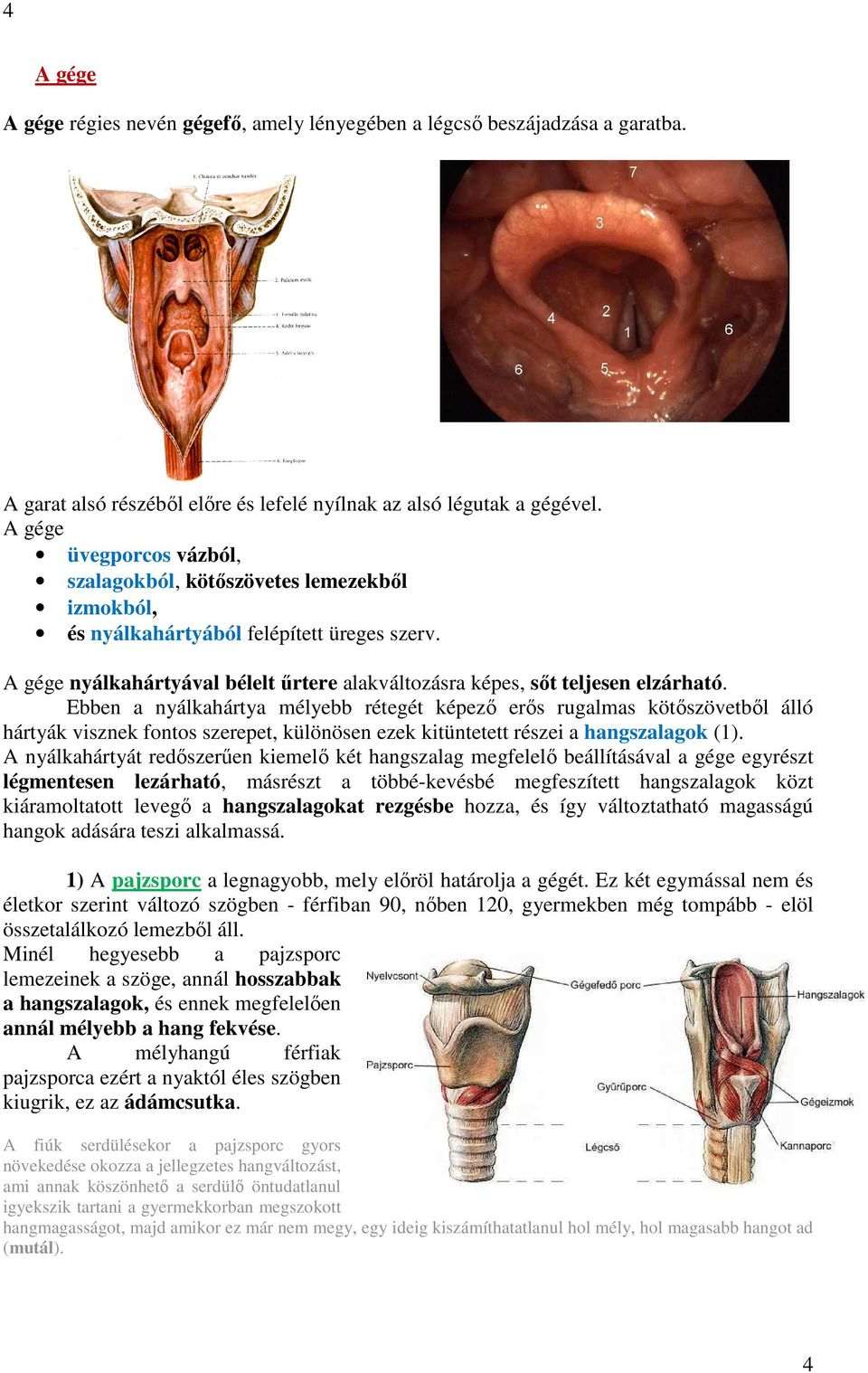 Ebben a nyálkahártya mélyebb rétegét képező erős rugalmas kötőszövetből álló hártyák visznek fontos szerepet, különösen ezek kitüntetett részei a hangszalagok (1).
