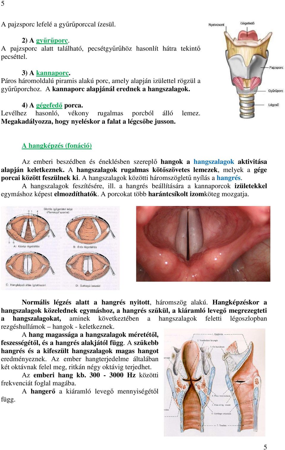 Levélhez hasonló, vékony rugalmas porcból álló lemez. Megakadályozza, hogy nyeléskor a falat a légcsőbe jusson.