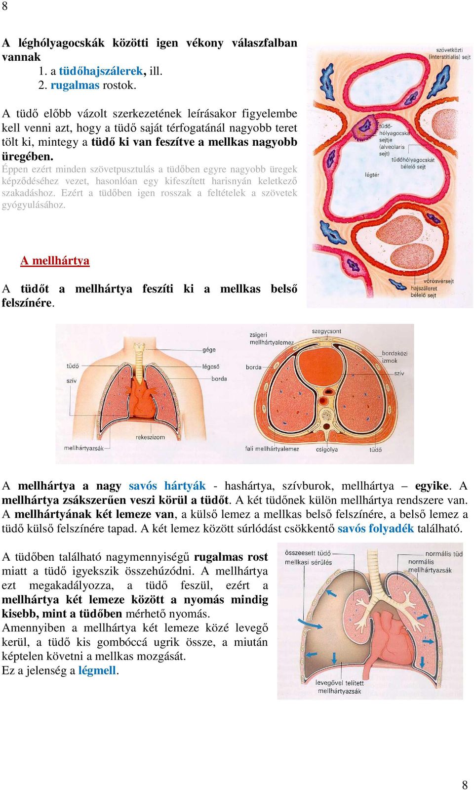 Éppen ezért minden szövetpusztulás a tüdőben egyre nagyobb üregek képződéséhez vezet, hasonlóan egy kifeszített harisnyán keletkező szakadáshoz.